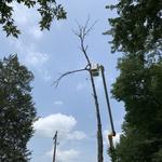 Lenk Tree Services - photo 3