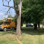 Lenk Tree Services - photo 4