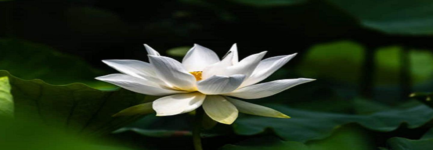 Lotus Mission cover photo