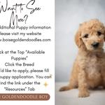 Boise Doodle Co. - photo 1