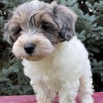 Boise Doodle Co. - photo 2