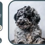 Boise Doodle Co. - photo 3