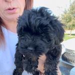 Boise Doodle Co. - photo 4