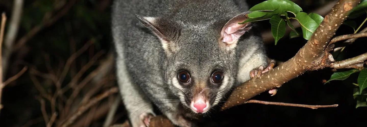 City Wide Possum Removal Brisbane cover photo