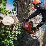 Warren Tree Service Co. - Tree Services in Warren