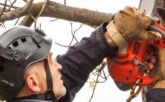 Nottingham Tree Surgeons - Tree Services