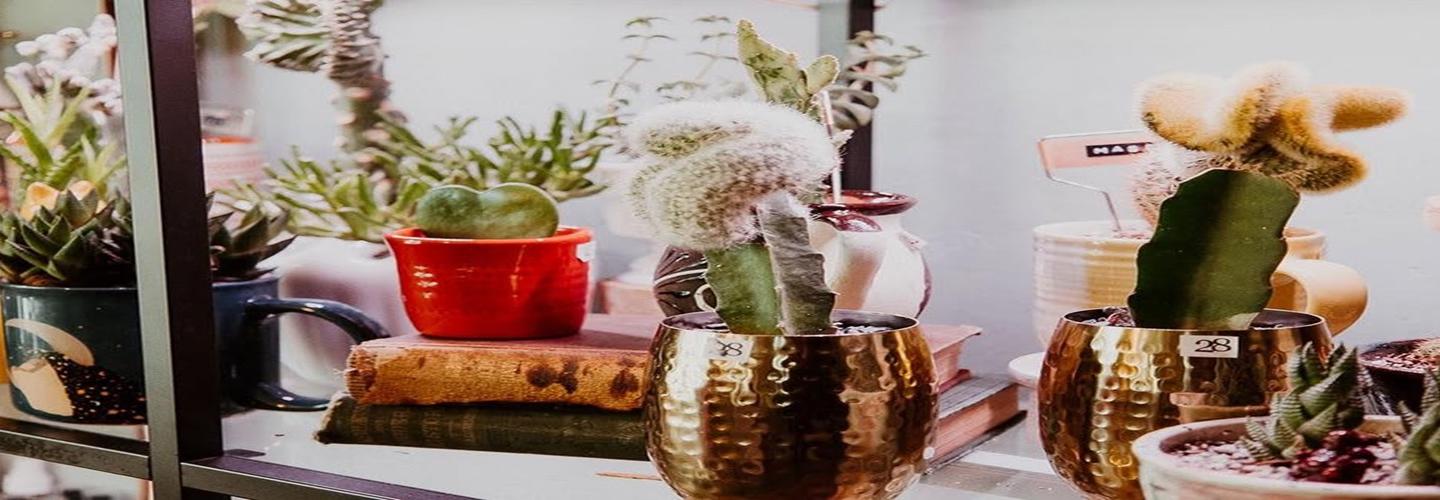 The Melo Plant Shop A Green Boutique cover photo