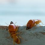 End of Lease Pest Control Sydney - photo 1