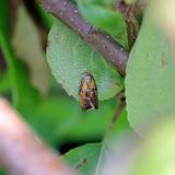 Moth Pest Control Sydney - Pest Control in Sydney