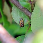 Moth Pest Control Sydney - photo 2