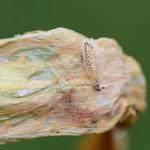 Moth Pest Control Sydney - photo 3