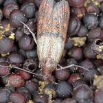 Moth Pest Control Sydney - photo 4