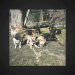 Paw & Order Dog Training Washington PA - photo 1