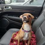 Paw & Order Dog Training Washington PA - photo 3