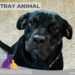 Paw & Order Dog Training Washington PA - photo 4