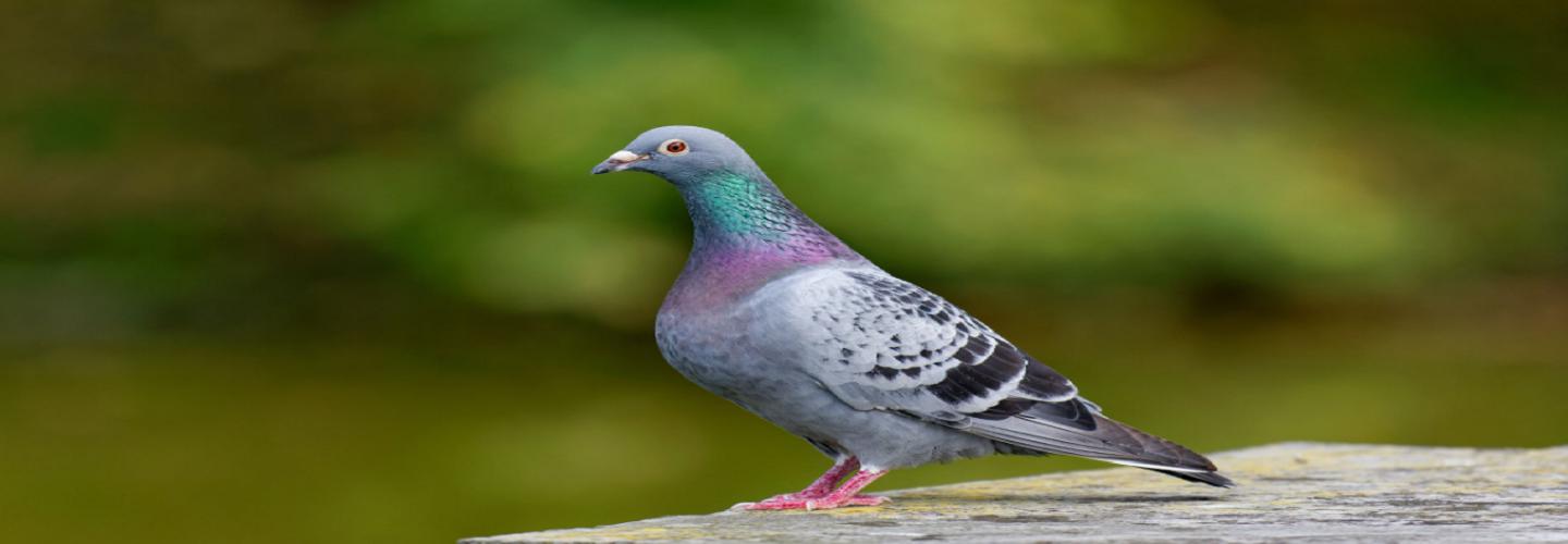 SDF Bird Proofing Products Limited cover photo