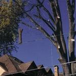 Lenk Tree Services - photo 5