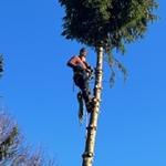 Lenk Tree Services - photo 7