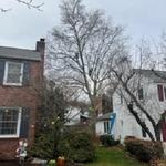 Lenk Tree Services - photo 8