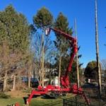 Lenk Tree Services - photo 9