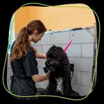 Pet Evolution Aliso Viejo - photo 2