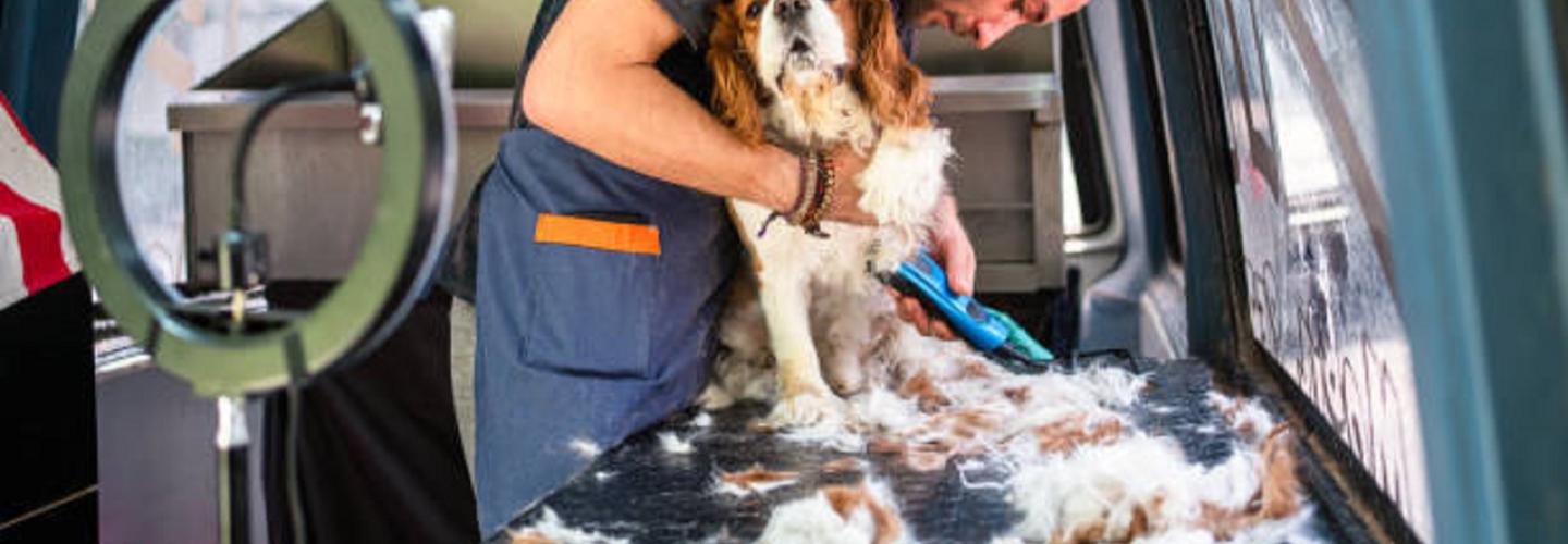 Buddies Mobile Pet Grooming and Care cover photo