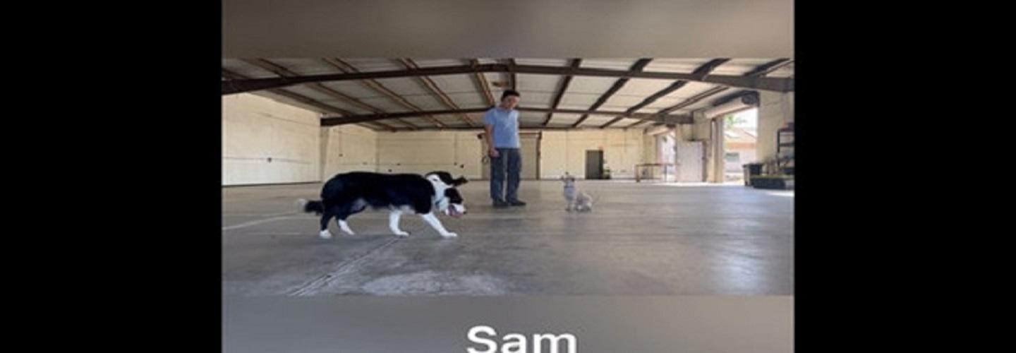 HAPPY-K9 cover photo