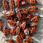 Bed Bug Removal Sydney - photo 1