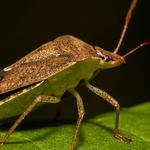 Bed Bug Removal Sydney - photo 2