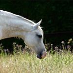 Simple System Horse Feeds - photo 1