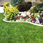 Frogs Group - photo 3