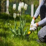 Mikes Gardeners - Gardeners