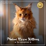 Mega Coons - photo 3