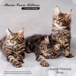 Mega Coons - photo 5