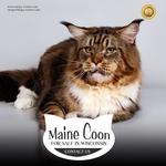 Mega Coons - photo 6