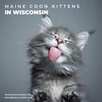 Mega Coons - photo 7