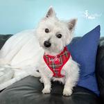 Shop Custom Embroidered Dog Collars for Your Pet’s Unique Style! - photo 1