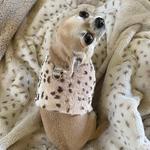 Shop Custom Embroidered Dog Collars for Your Pet’s Unique Style! - photo 2