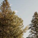 Forêt de la seconde vie - photo 2