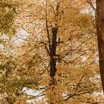 Forêt de la seconde vie - photo 3