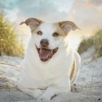 Beach Paws Mobile Grooming & Spa - photo 2