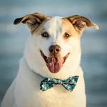 Beach Paws Mobile Grooming & Spa - photo 3