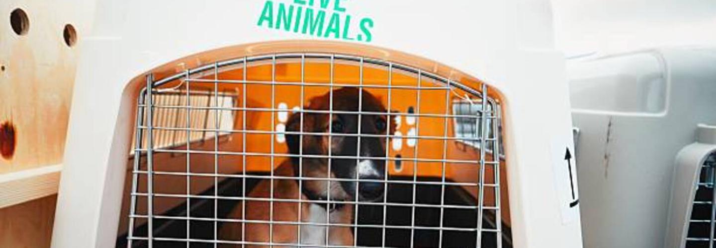 Sycamore Avenue Pet Retreat cover photo