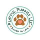 Playful Puppies LLC	 - Pets in New Haven