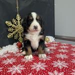 Playful Puppies LLC	 - photo 1