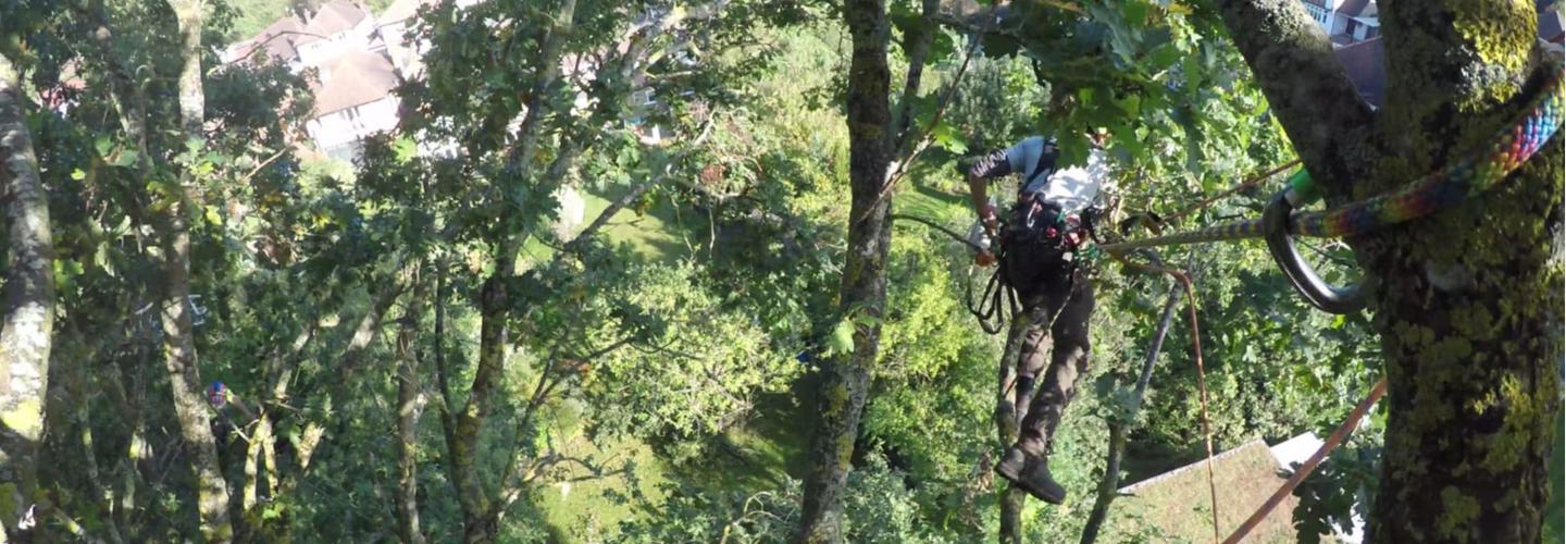 Out of the Ground Ltd | Tree Removal Harlow cover photo