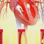 vasculex servioce - photo 4