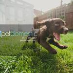 Pet Domestic of Manassas - photo 2