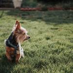 Pet Domestic of Manassas - photo 4