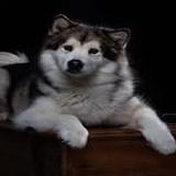 Kara Curphey - Professional Services in Sydney